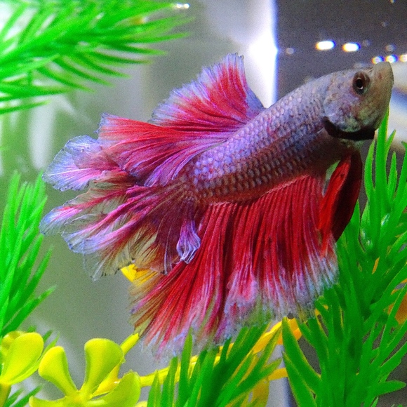 Meet your Posher, Nila - Picture 5 of 8